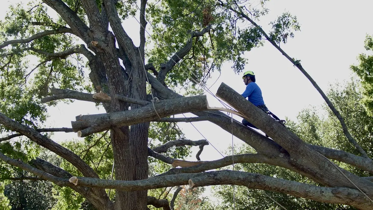 Professional Hazardous Tree Removal performed by certified arborists in Conesville